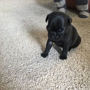 Meet your Posher, Ivan